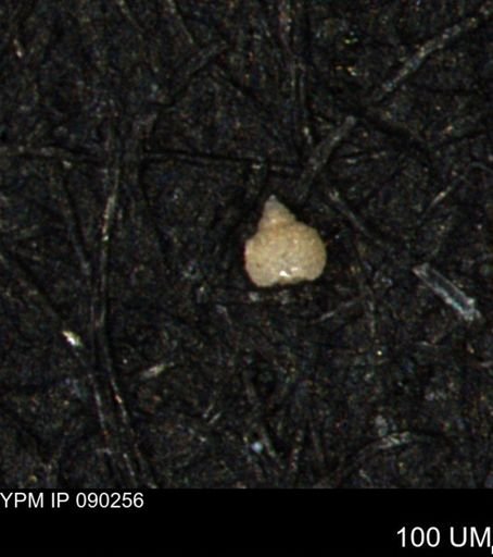 Clathrocyclas (Clathrocyclas) irrasa