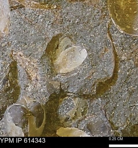 Limopsis striatopunctatus