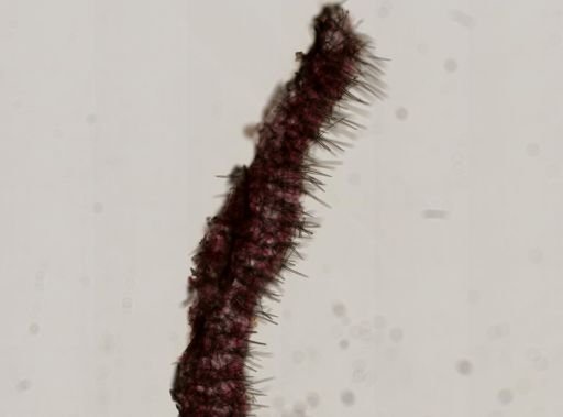 Clathria originalis
