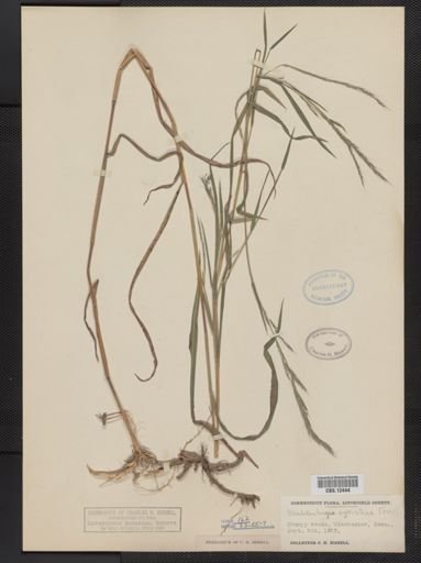 Muhlenbergia sylvatica