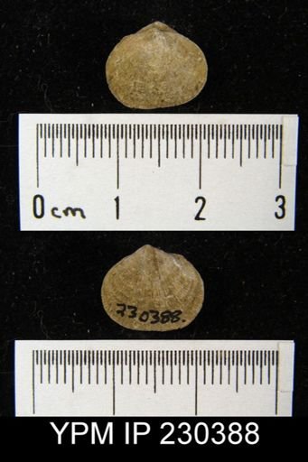 Rhipidomella carbonaria