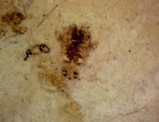 undet. Diptera