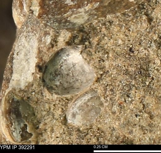 Protocardia subquadrata