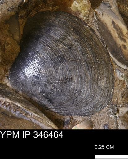 Limopsis striatopunctatus