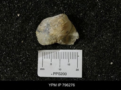 Inoceramus barabini