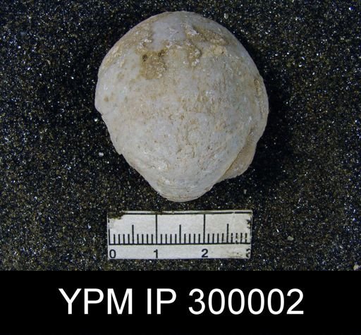 Oldhamina decipiens