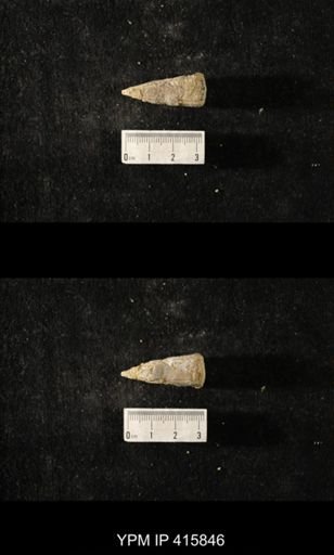 Conularia crustula