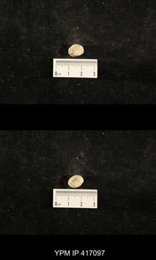 Euphemites carbonarius