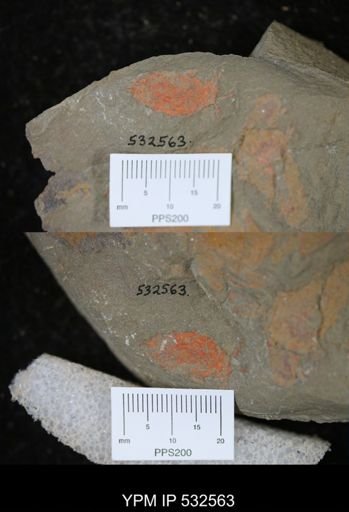 undet. Eocrinoidea