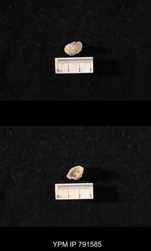 undet. Richthofenioidea