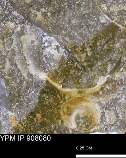 undet. Mollusca