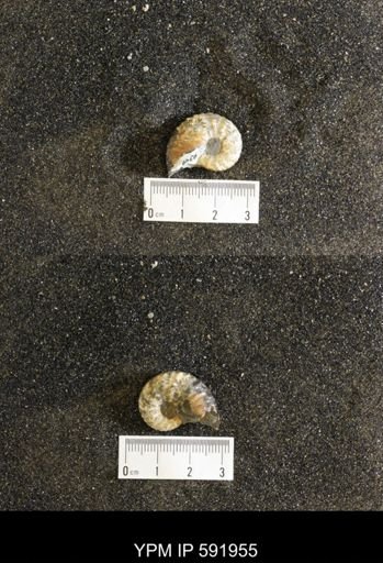 Jeletzkytes nebrascensis