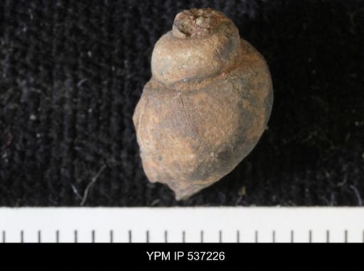 Viviparus montanaensis