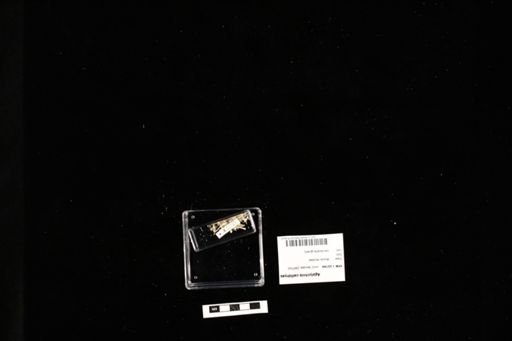Agalychnis callidryas