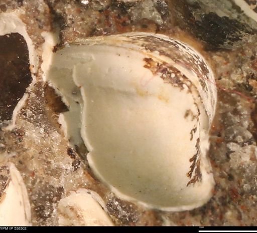 Corbulamella gregaria