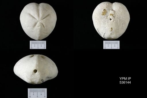 Micraster cortestudinarium