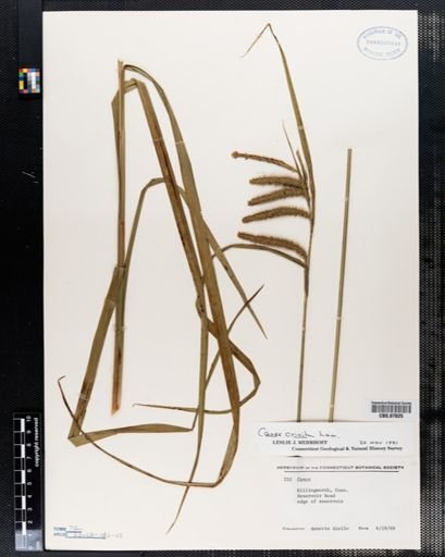 Carex crinita