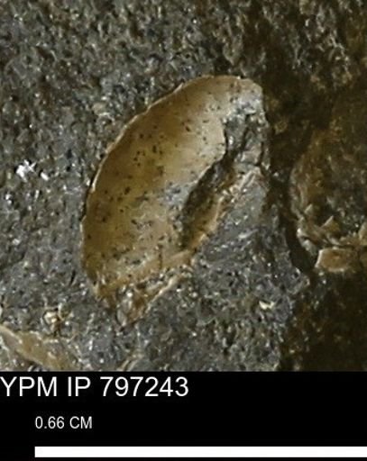 undet. Mollusca