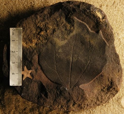 Cissites acutiloba