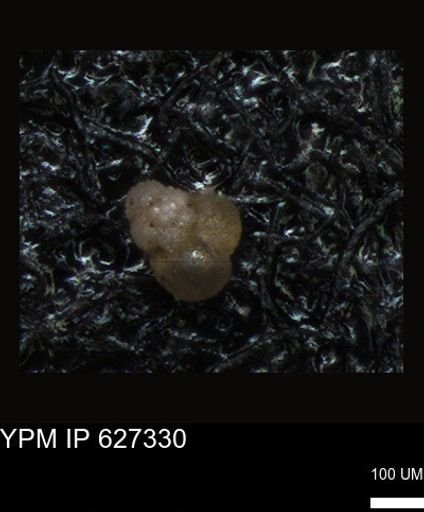 undet. Foraminiferida