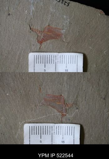 Cothurnocystis sp.