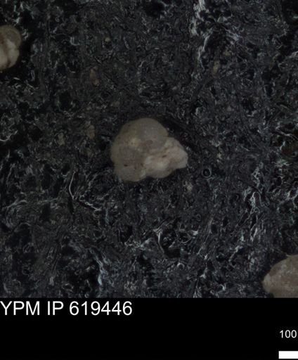 undet. Foraminiferida