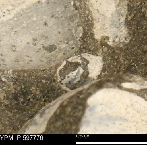 Limopsis striatopunctatus