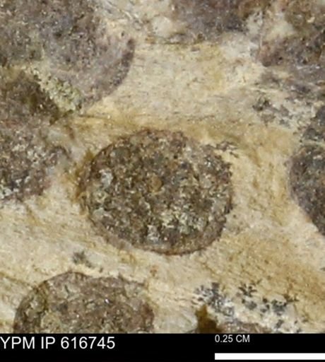 Teredo sp.