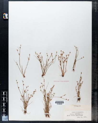 Juncus bufonius