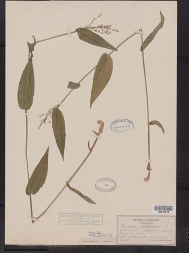 Panicum latifolium