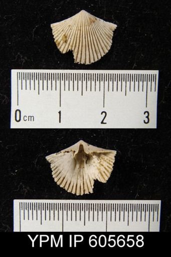 Hesperorthis sp.