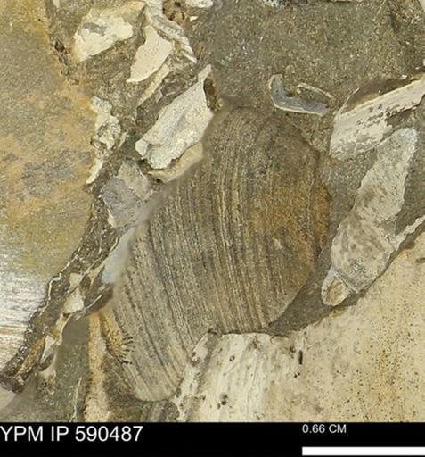 undet. Bivalvia