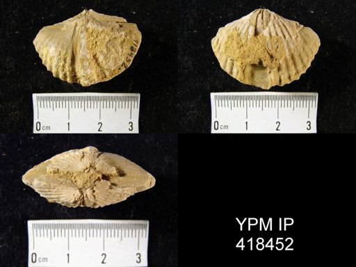 Punctospirifer sp.