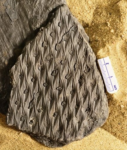 Lepidodendron