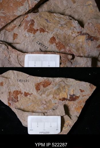 undet. Arthropoda