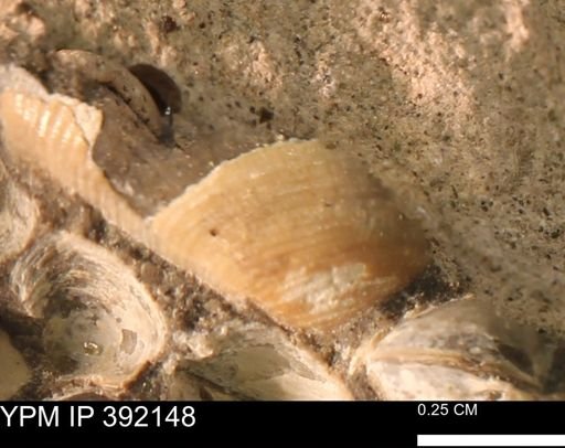 Protocardia sp.