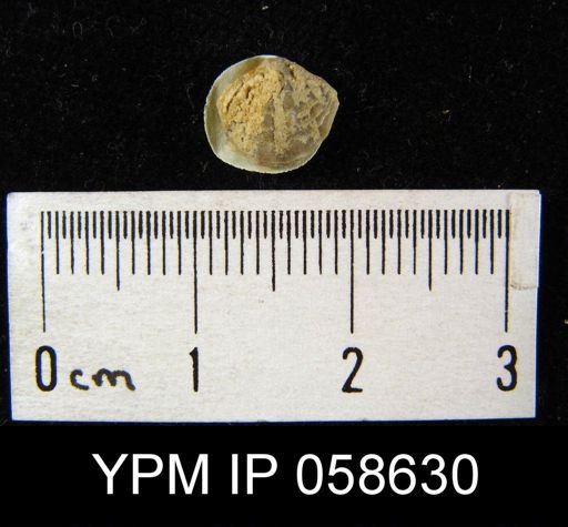 Atrypina imbricata