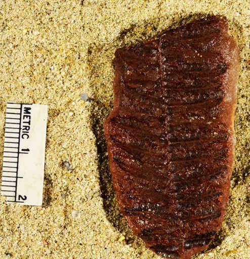 Pecopteris miltoni