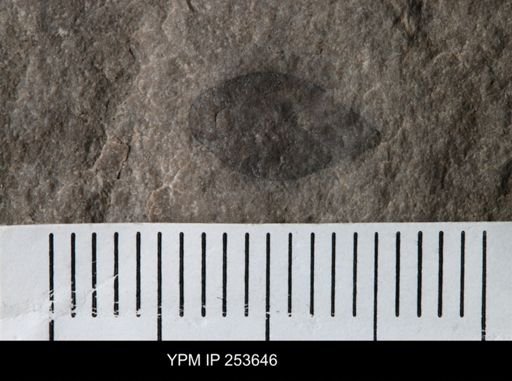Eurypterus sp.