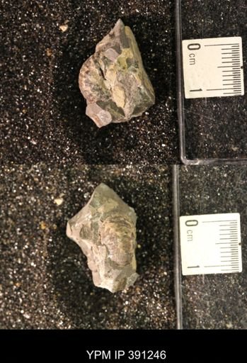 Scaphitidae