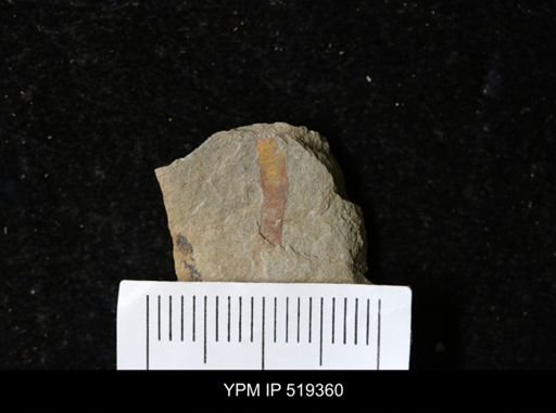 undet. Annelida