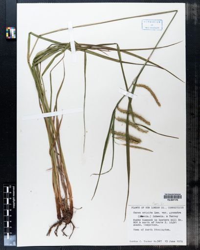 Carex crinita