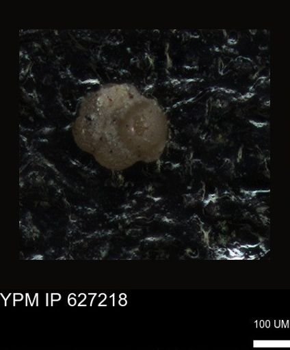 undet. Foraminiferida