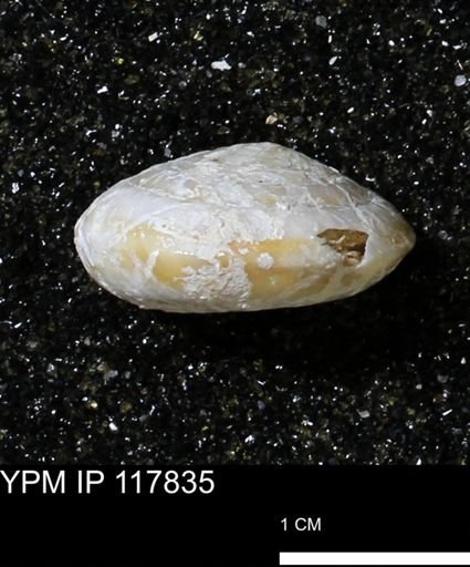 Poecilozonites bermudensis zonatus