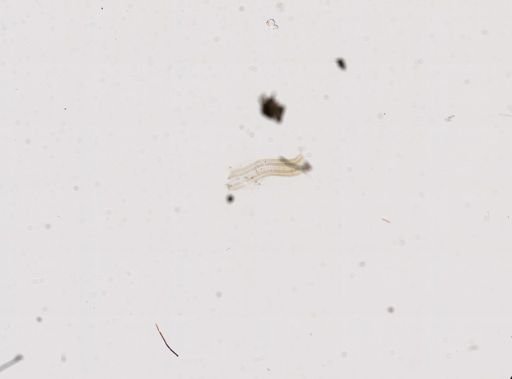 Amnicola decisa