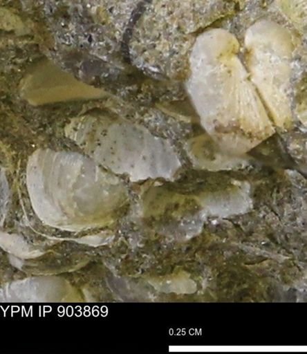 undet. Bivalvia