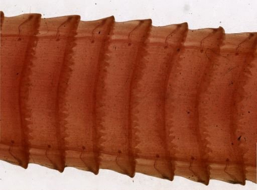 Thysanosoma actinoides