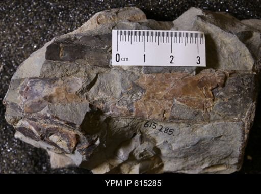 Baculites sp.
