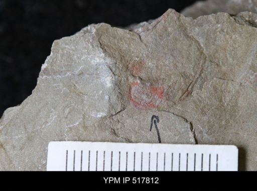 undet. Eldoniidae
