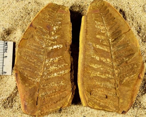 Pecopteris